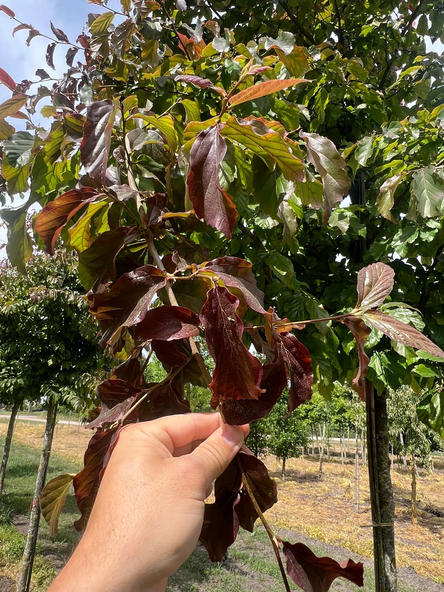 Parrotia persica 'Bella' op stam blad
