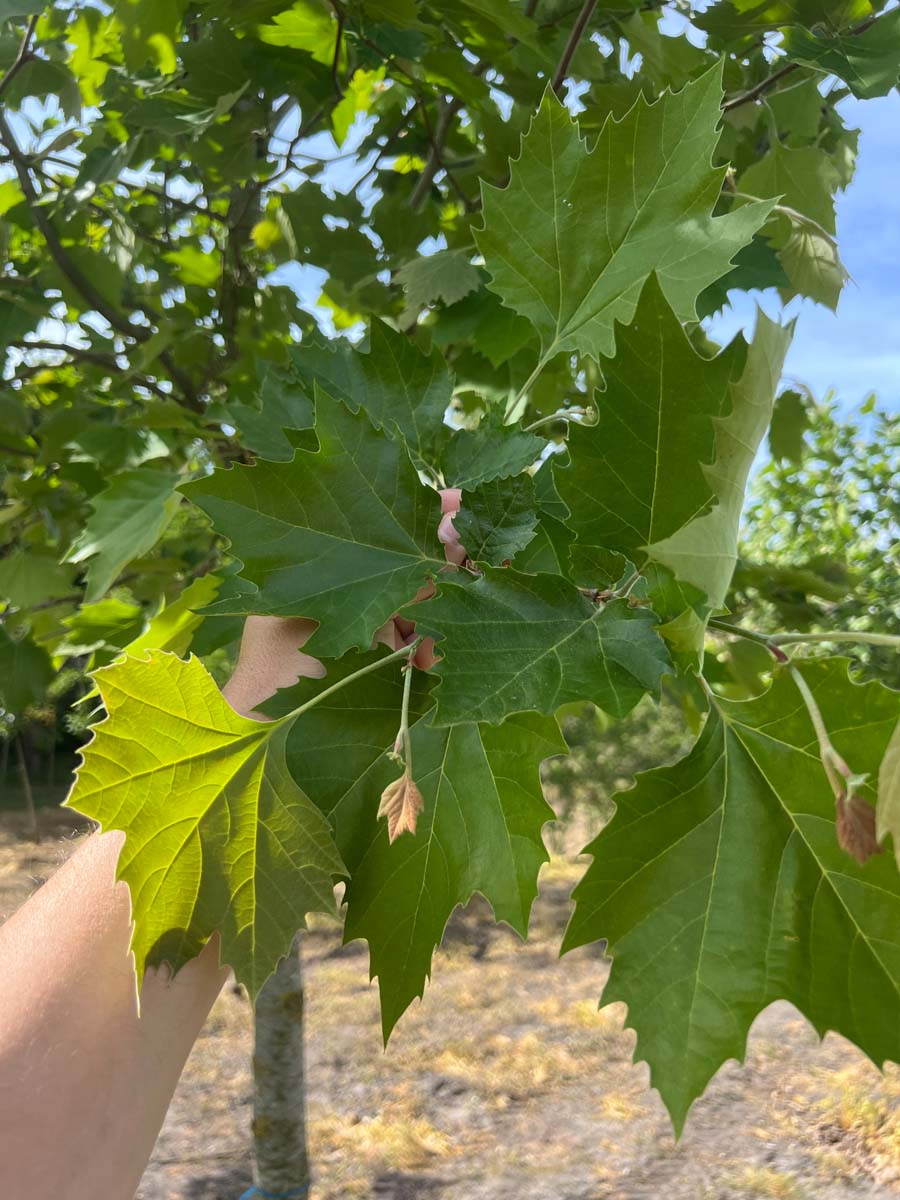 Platanus hispanica leiboom blad