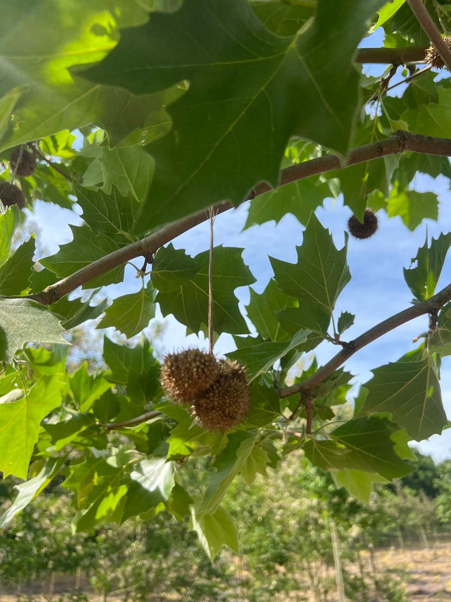 Platanus hispanica dakboom vrucht