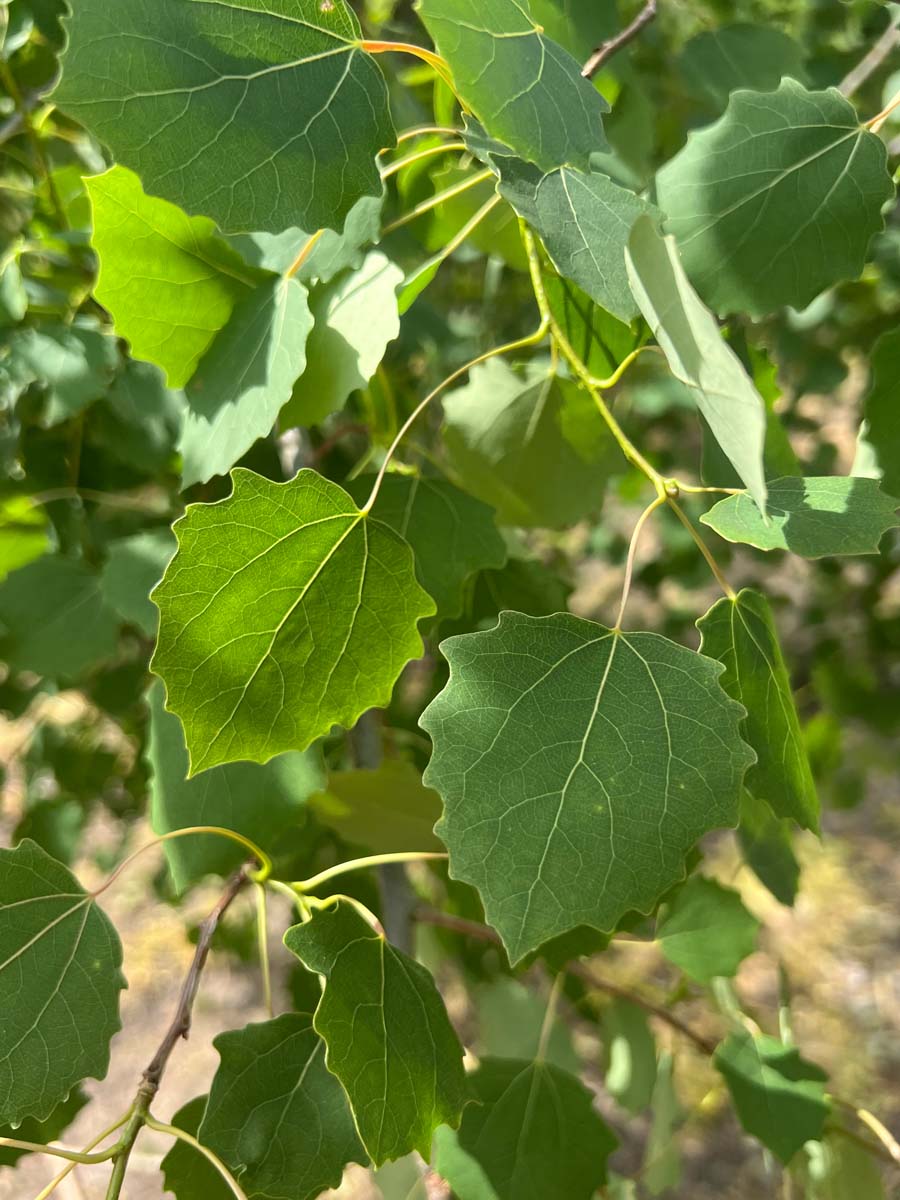 Populus tremula 'Erecta' op stam blad