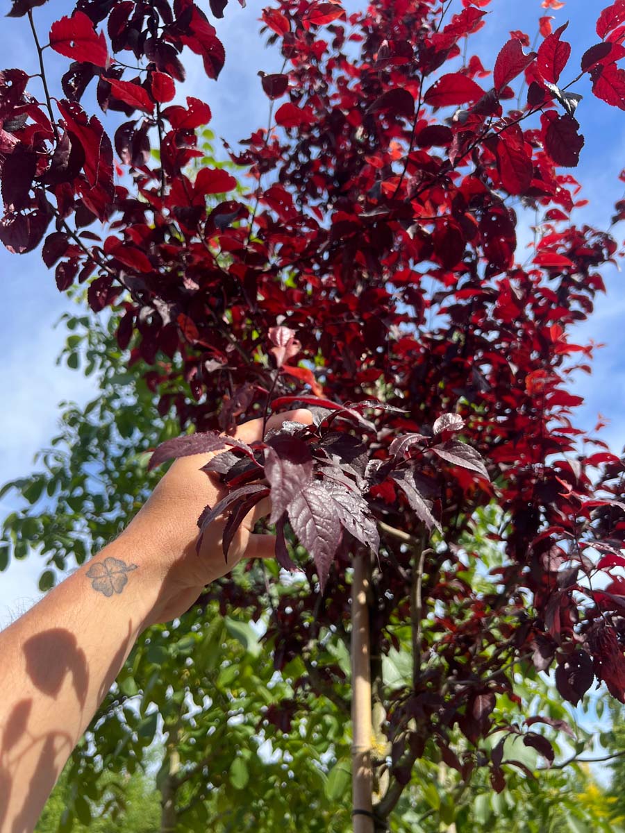 Prunus cerasifera 'Nigra' leiboom blad
