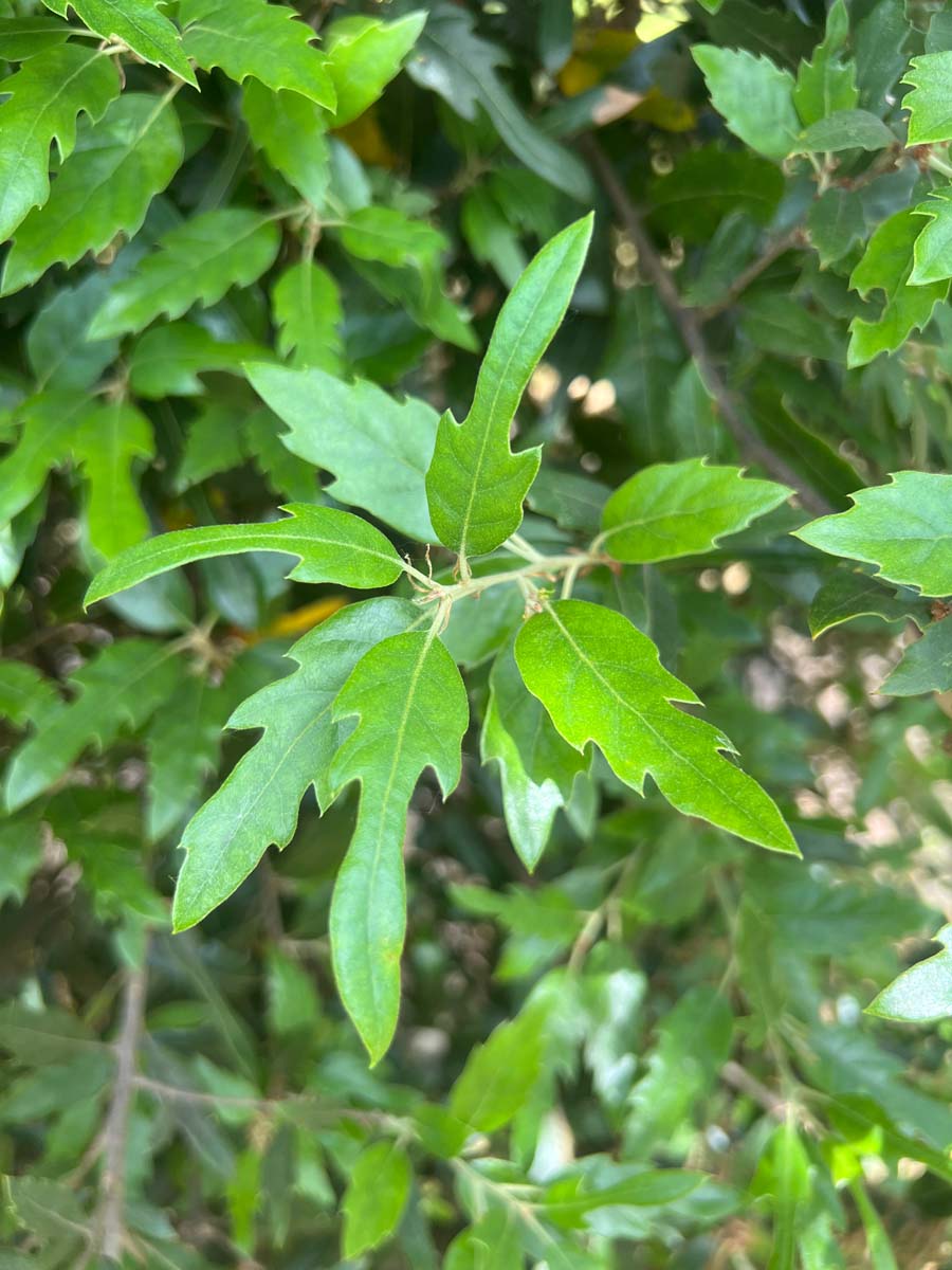 Quercus hispanica 'Waasland' Tuinplanten blad
