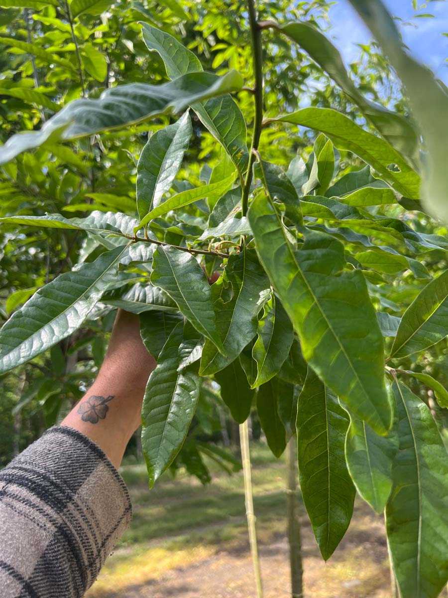 Quercus imbricaria Tuinplanten blad