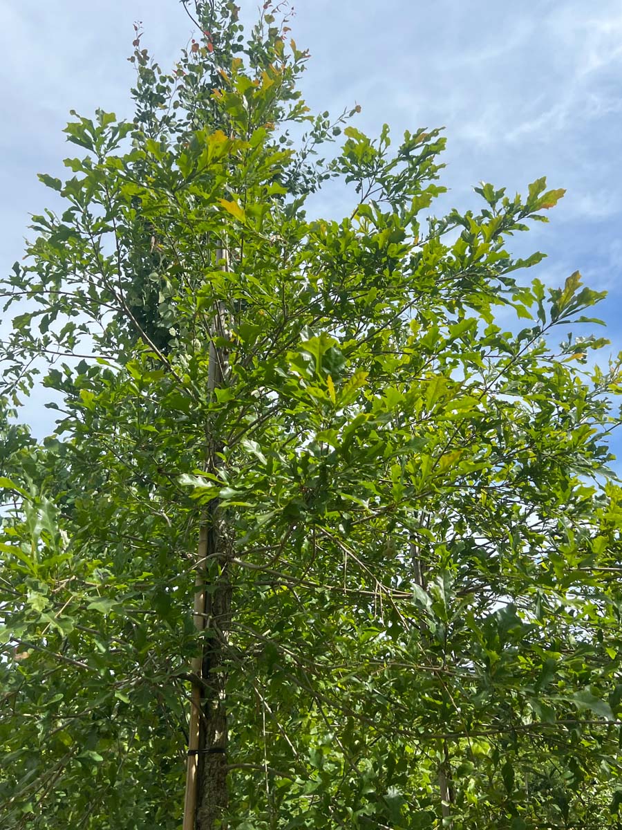 Quercus lyrata op stam bladeren