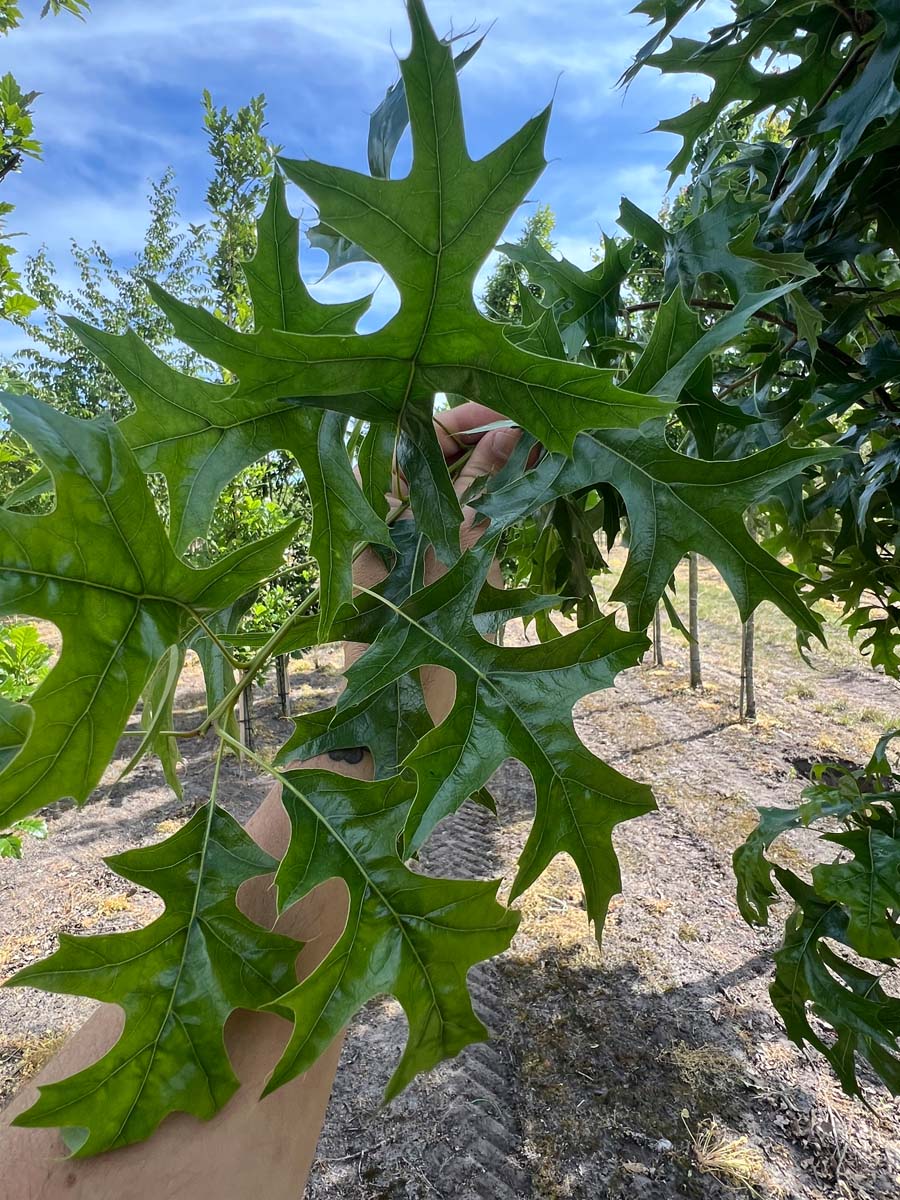 Quercus palustris 'Pringreen' meerstammig / struik blad