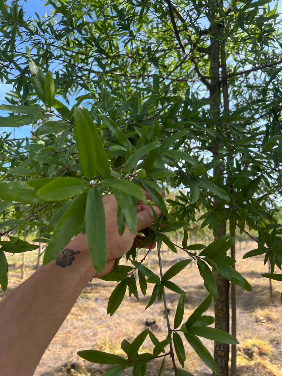 Quercus phellos op stam blad