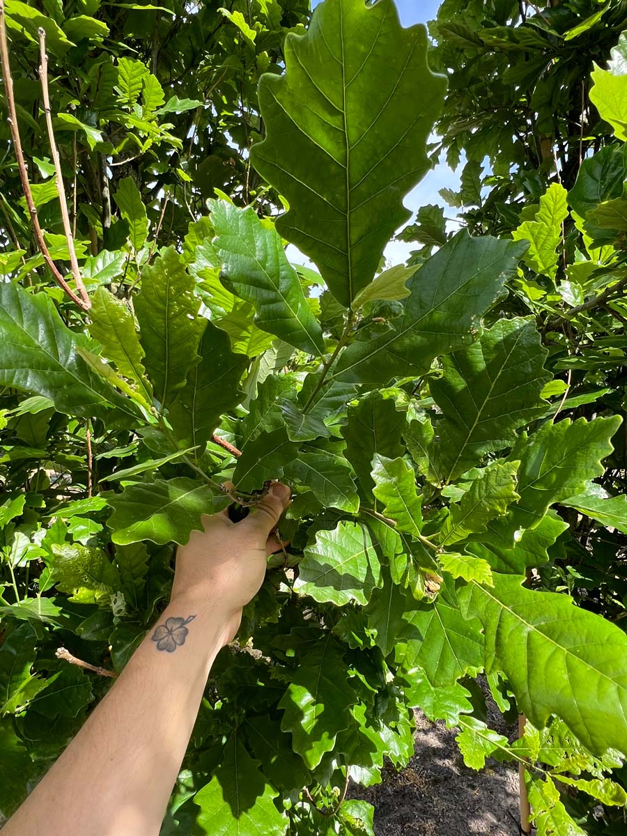Quercus warei 'Long' op stam bladeren