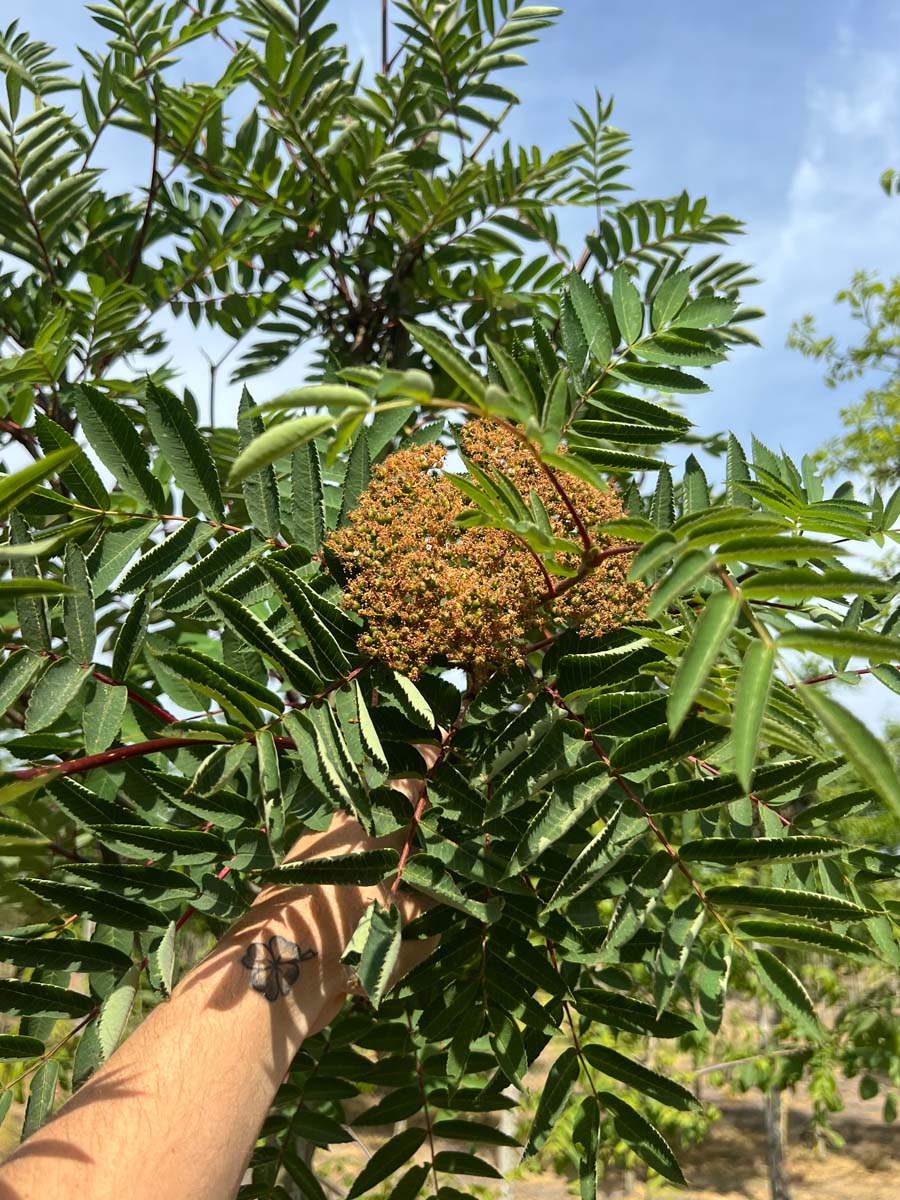 Sorbus decora meerstammig / struik bessen