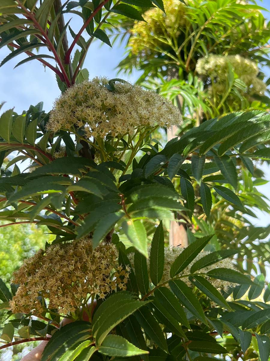 Sorbus 'Flanrock' op stam bloem