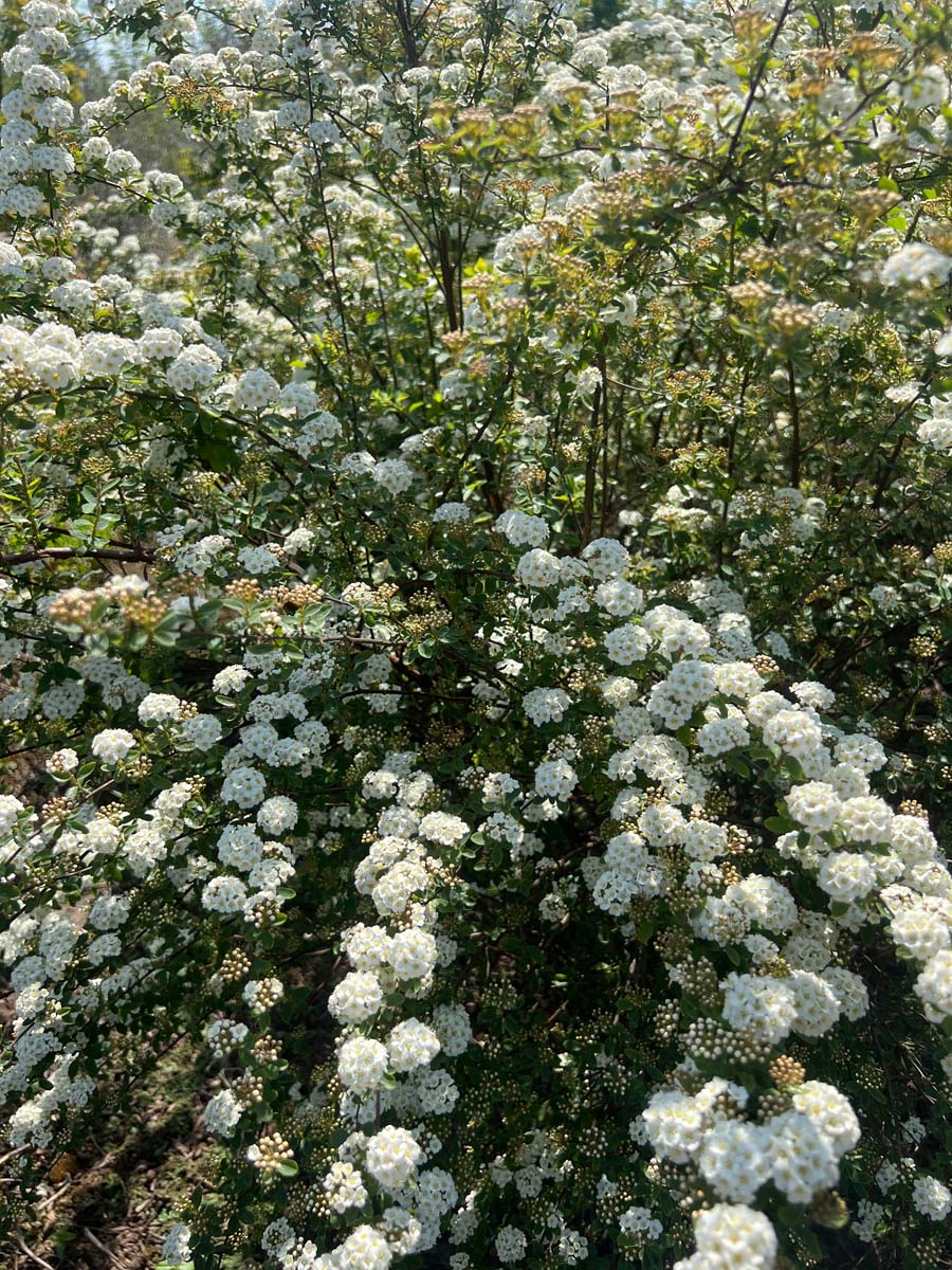 Spiraea vanhouttei haagplant bloesem