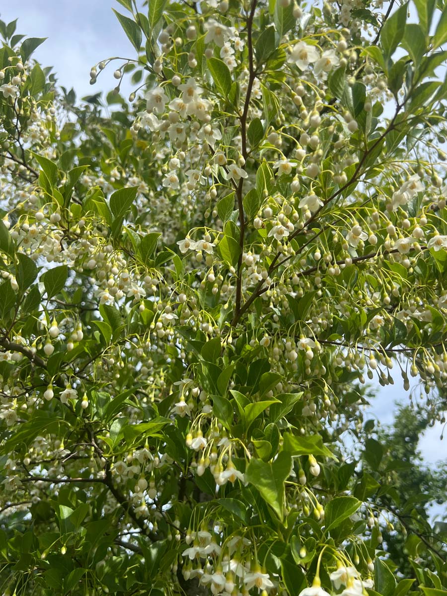 Styrax japonicus op stam bloesem