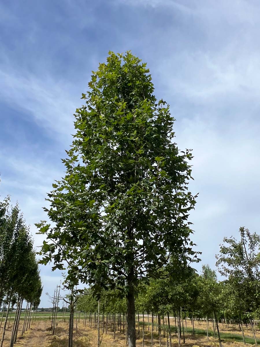 Acer monspessulanum op stam op stam