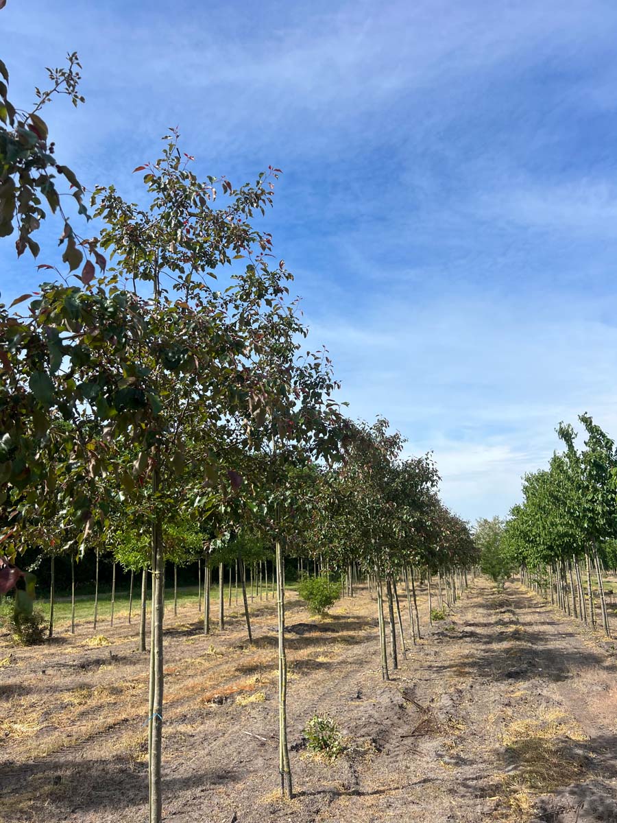 Malus 'Mokum' op stam op stam