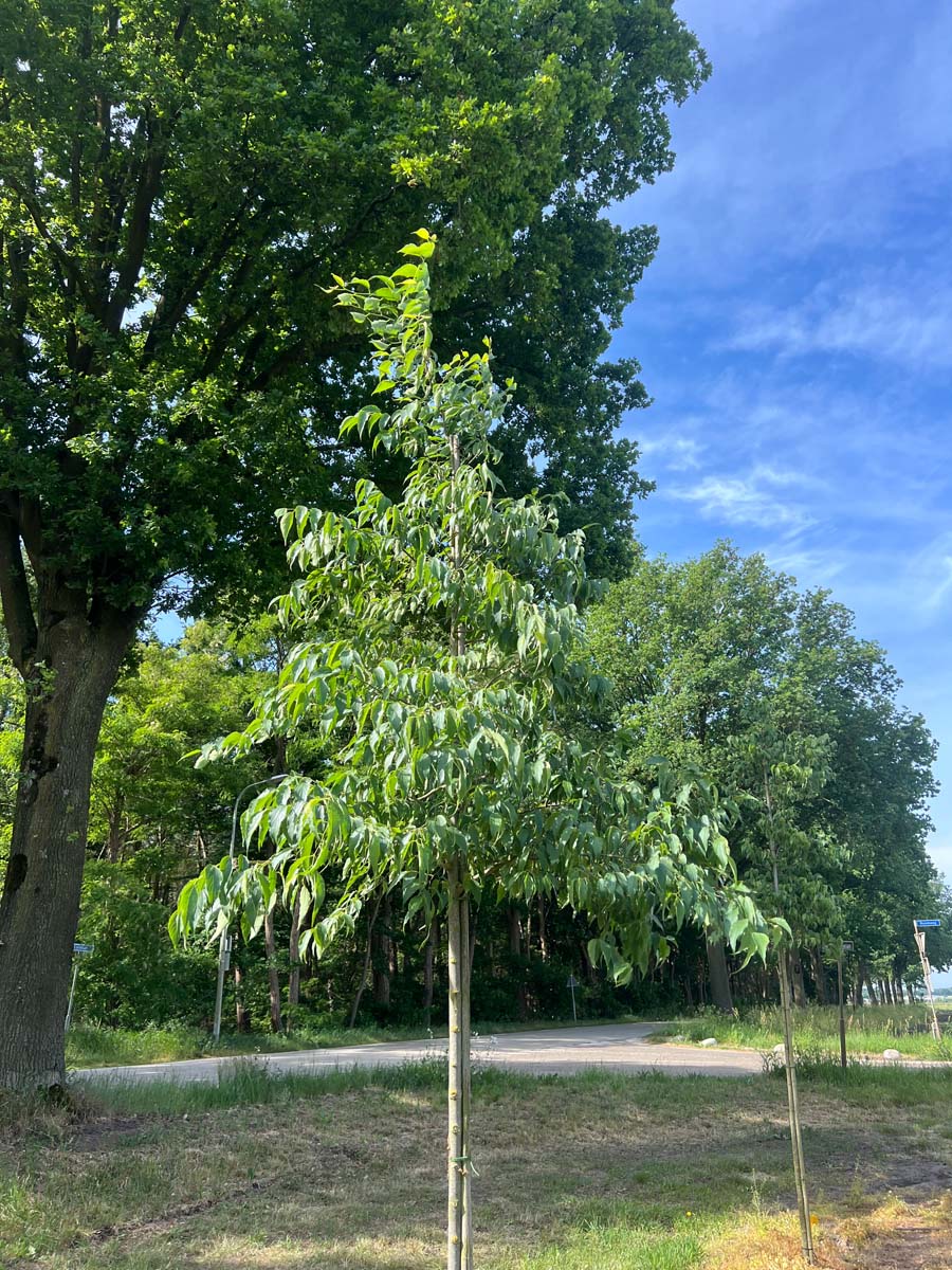 Celtis australis op stam op stam