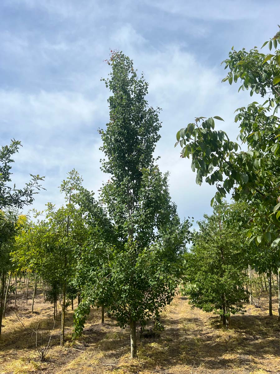 Populus tremula 'Erecta' op stam geveerd