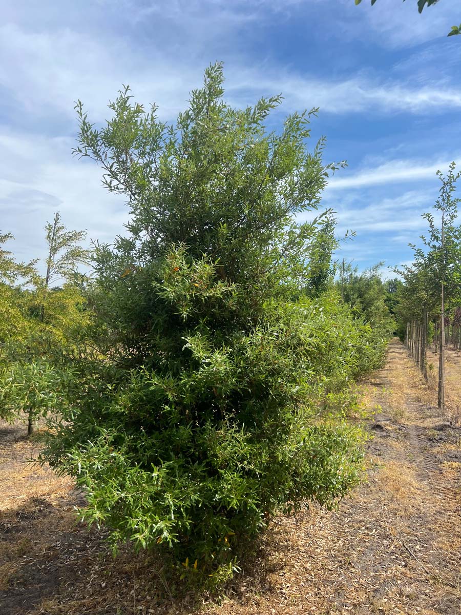 Quercus hispanica 'Waasland' meerstammig / struik meerstammig