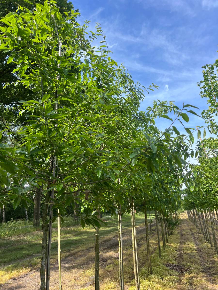 Quercus imbricaria op stam op stam
