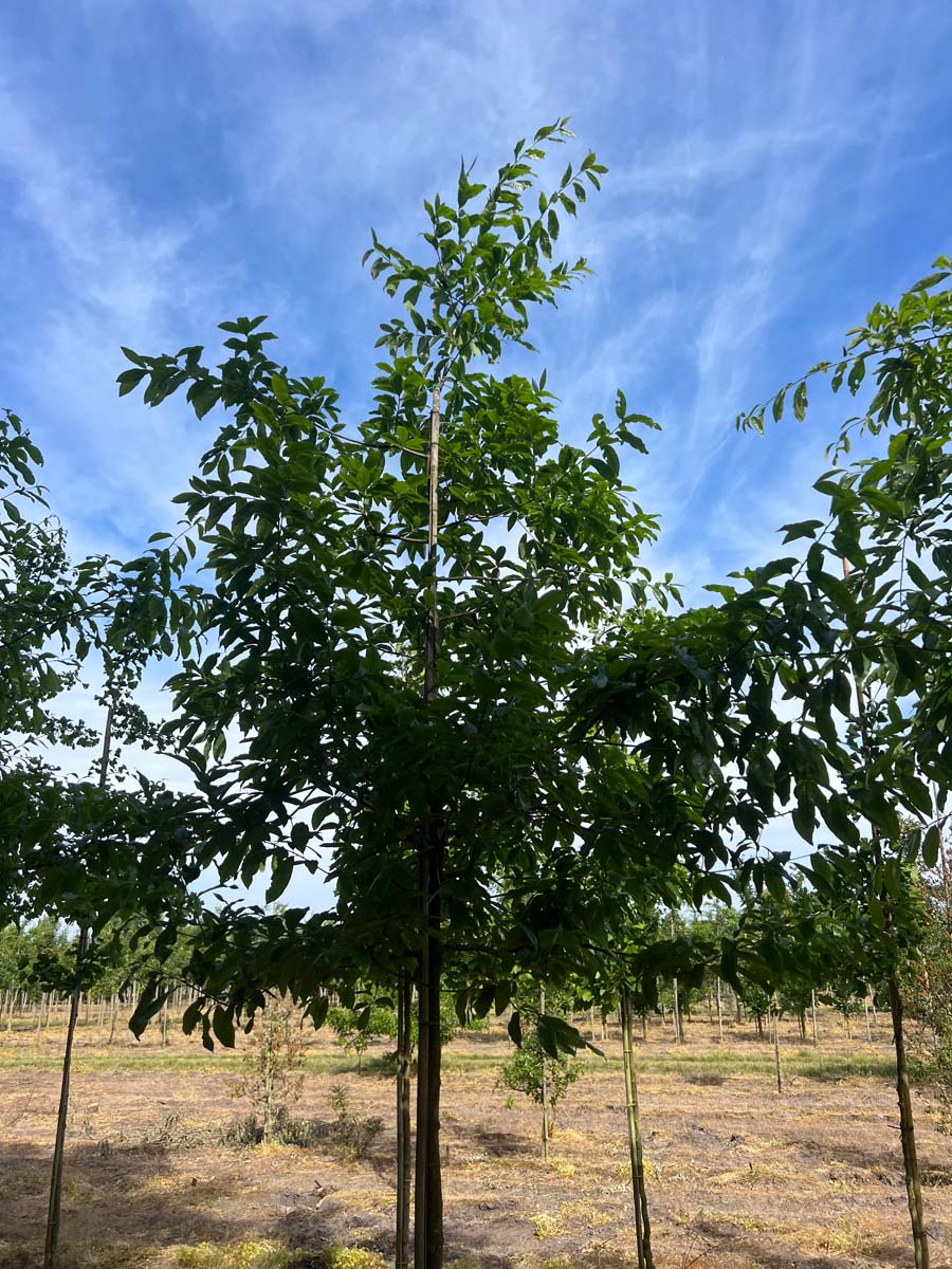 Quercus imbricaria op stam op stam