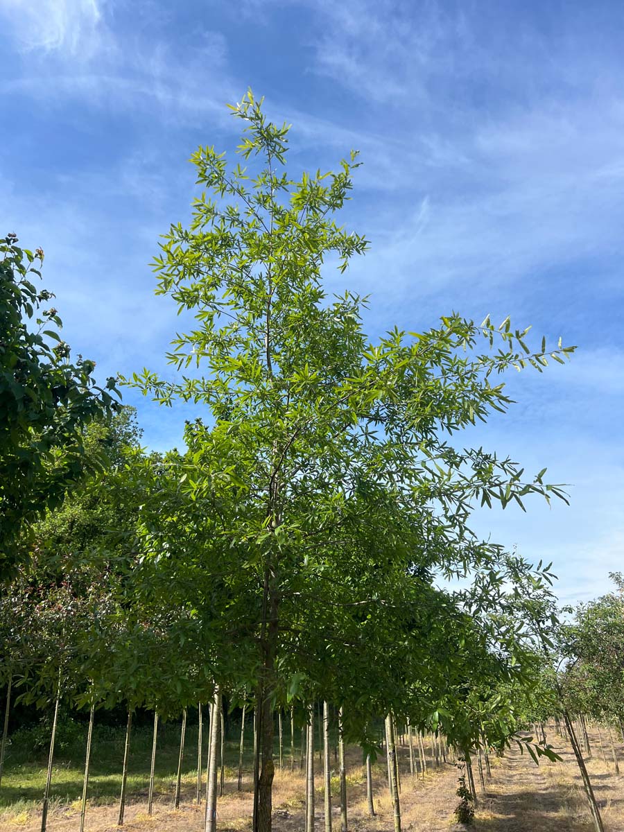 Quercus phellos op stam op stam