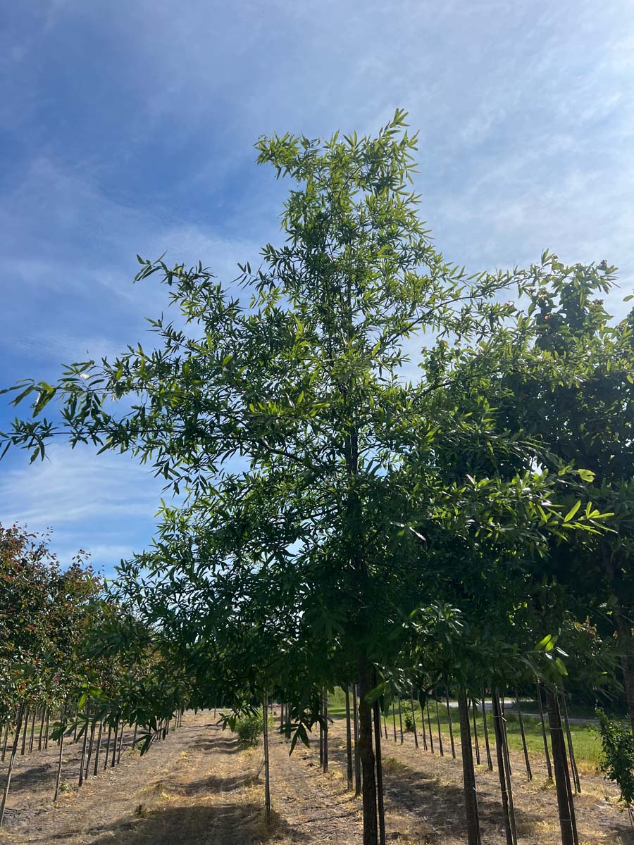 Quercus phellos op stam op stam