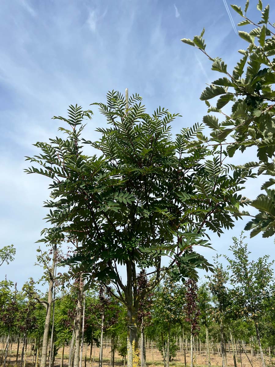 Sorbus decora op stam op stam