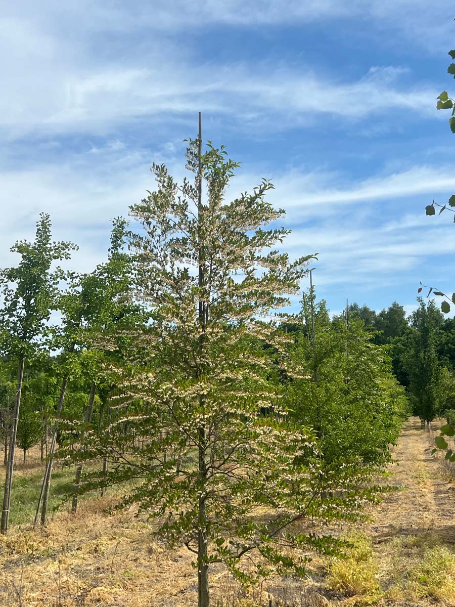 Styrax japonicus op stam op stam