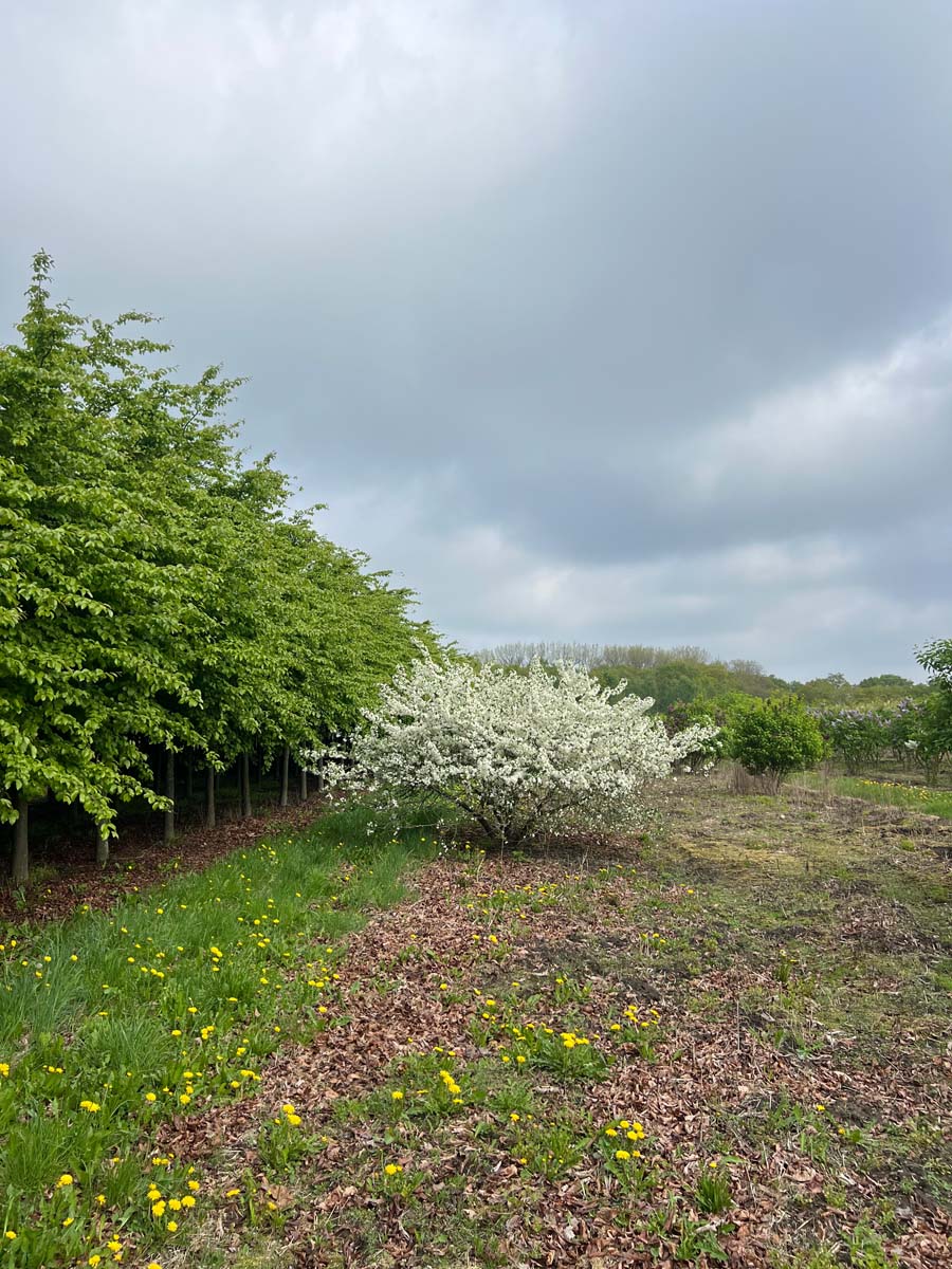 Malus toringo sargentii meerstammig / struik meerstammig