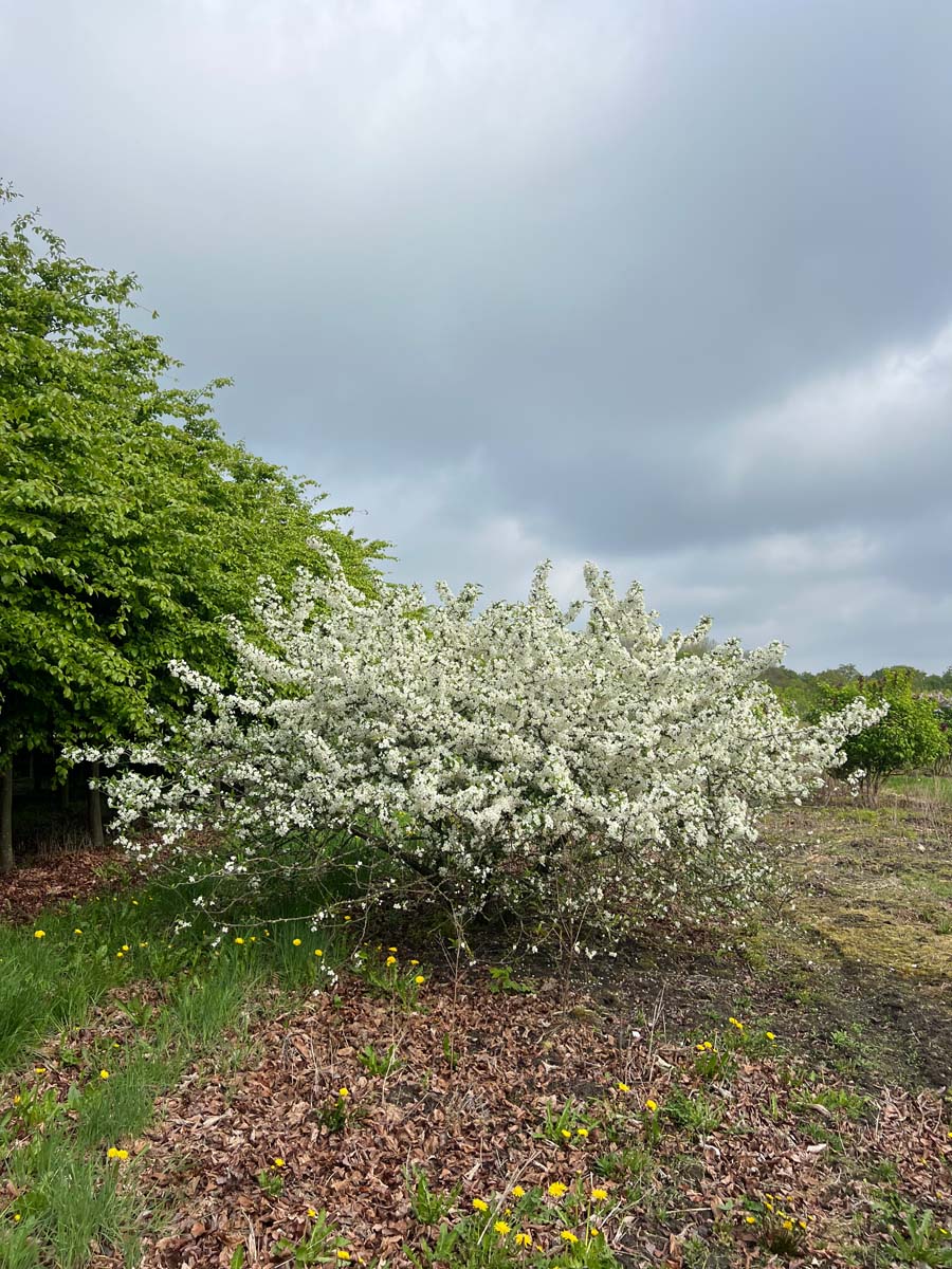 Malus toringo sargentii meerstammig / struik meerstammig