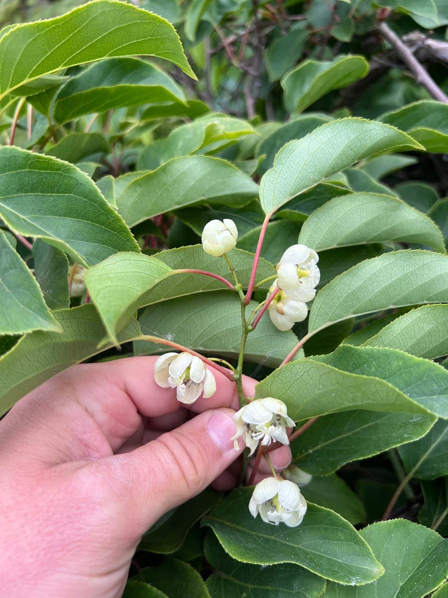 Actinidia arguta 'Issai' bloem