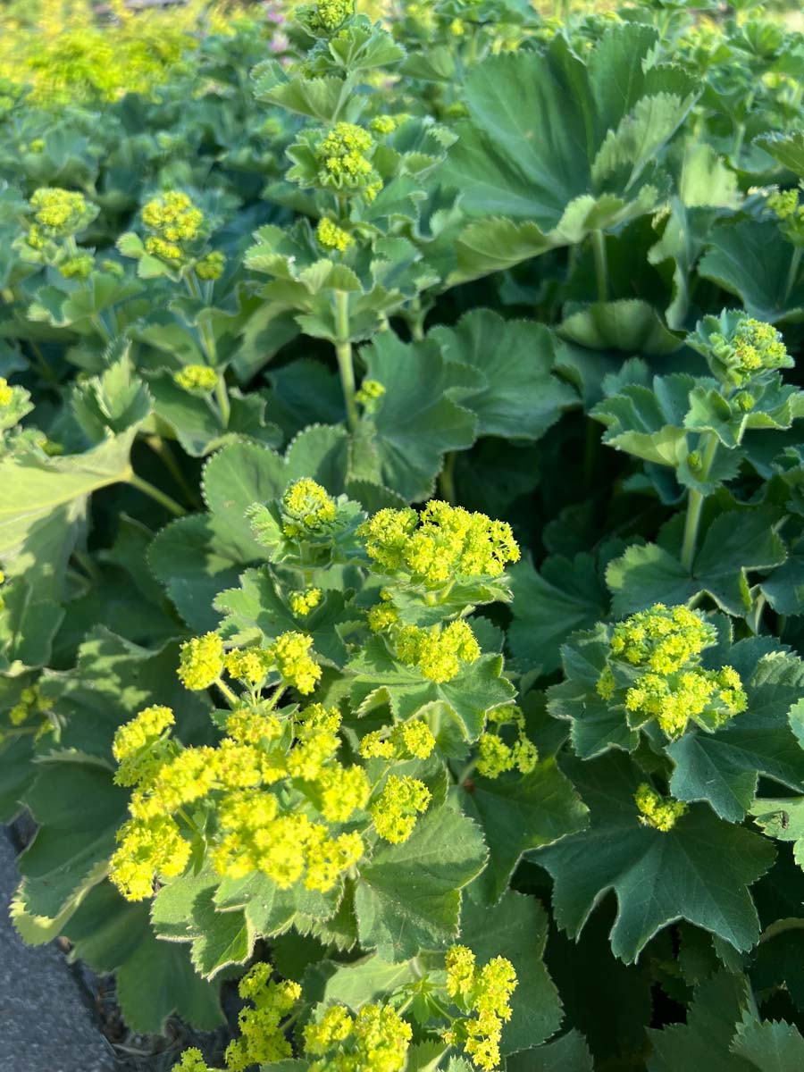 Alchemilla mollis bloem