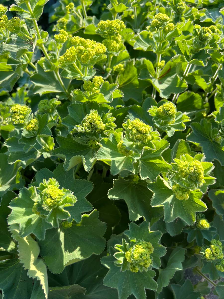 Alchemilla mollis bloem