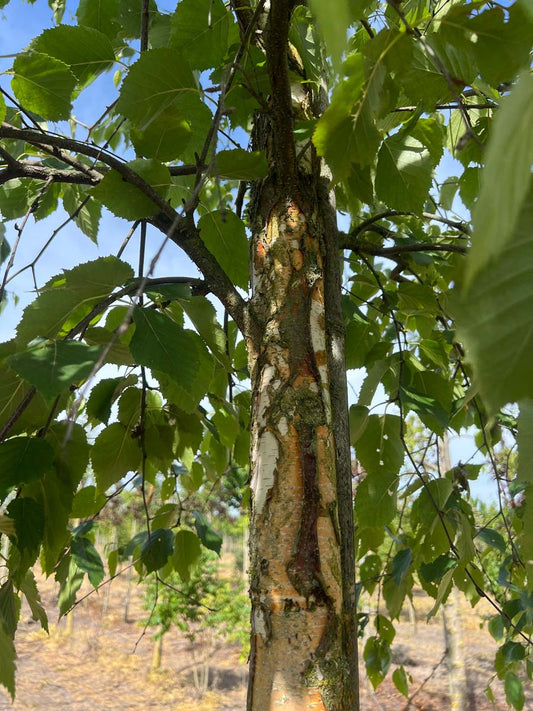 Betula papyrifera haagplant stam