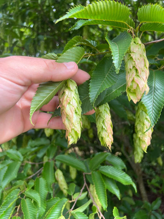 Carpinus japonica meerstammig / struik bloem