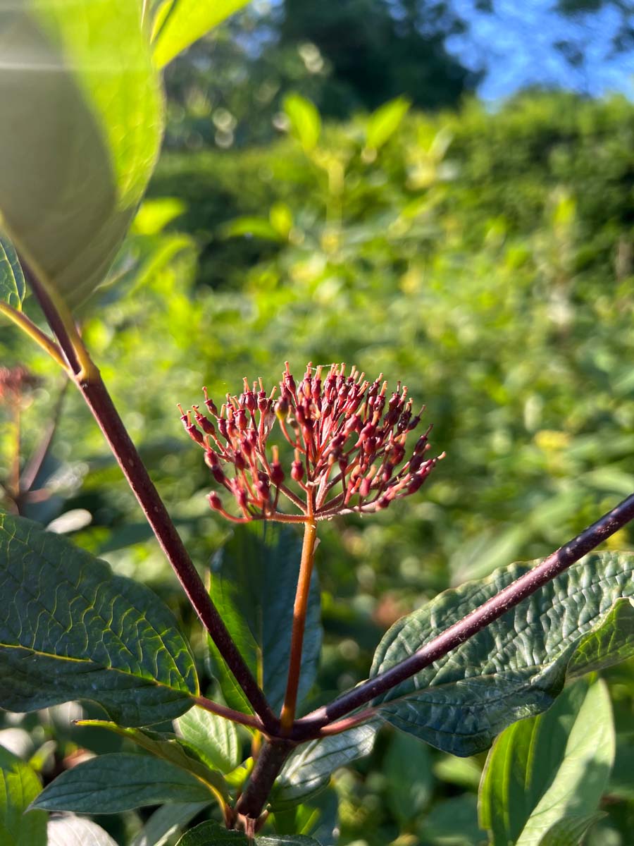 Cornus alba haagplant bloem