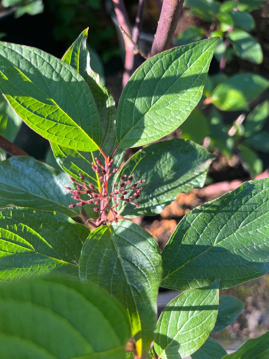 Cornus alba Tuinplanten blad