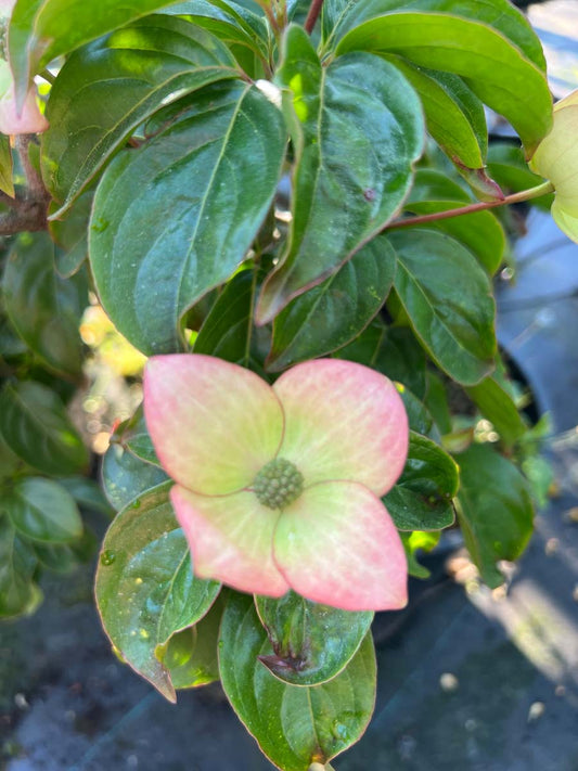 Cornus 'Blooming Merry Tetra' bloem