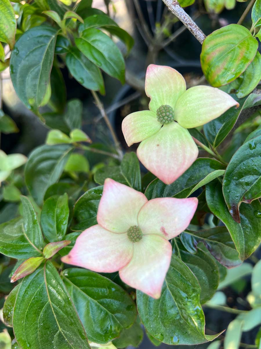 Cornus 'Blooming Merry Tetra' Tuinplanten bloem