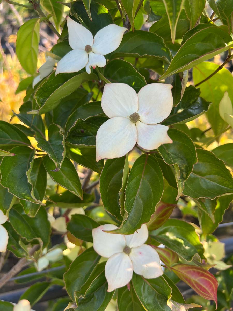 Cornus 'Blooming Merry Tetra' bloem