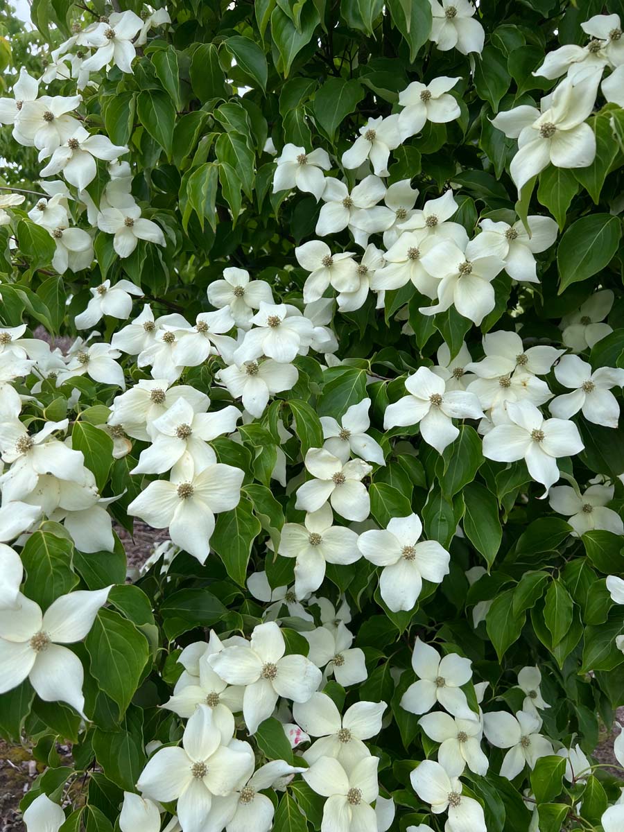 Cornus kousa chinensis haagplant bloesem