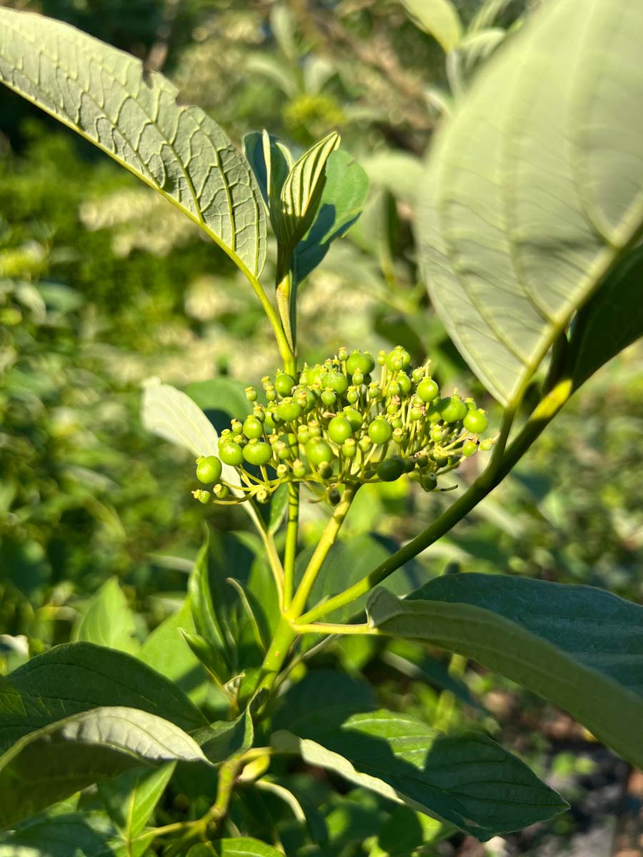 Cornus sericea 'Flaviramea' haagplant bloem