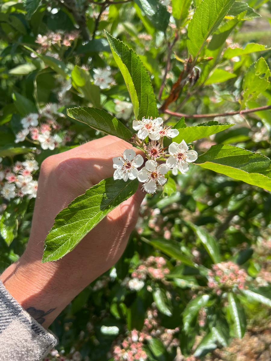 Crataegus lavalleei 'Carrierei' Tuinplanten bloem