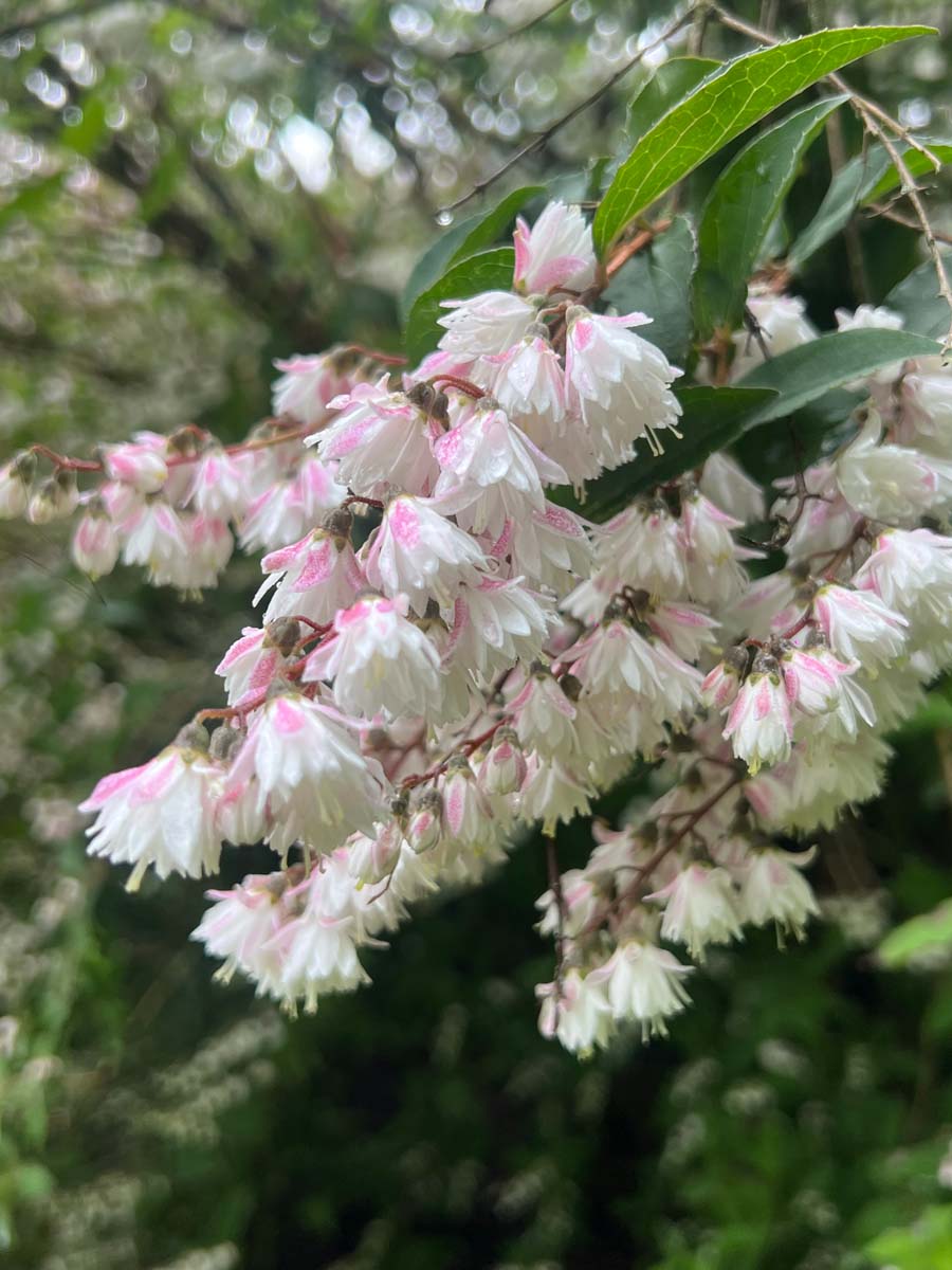 Deutzia scabra 'Plena' meerstammig / struik bloem