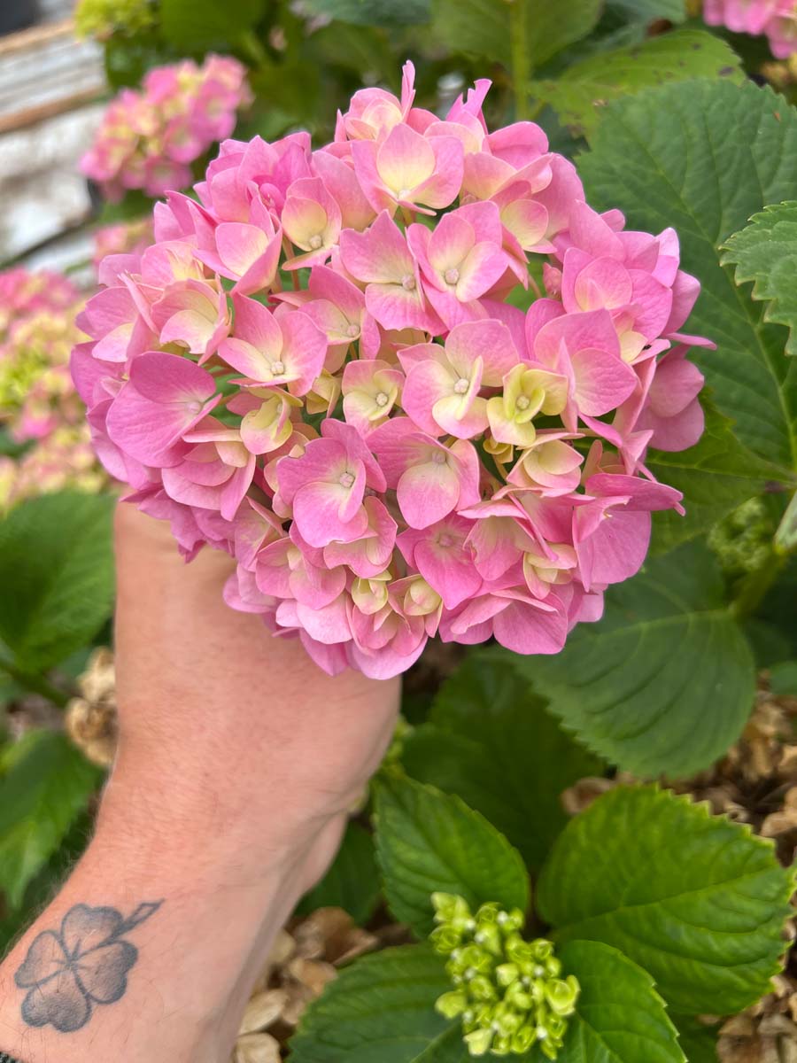 Hydrangea macrophylla 'Bodensee' Tuinplanten bloem
