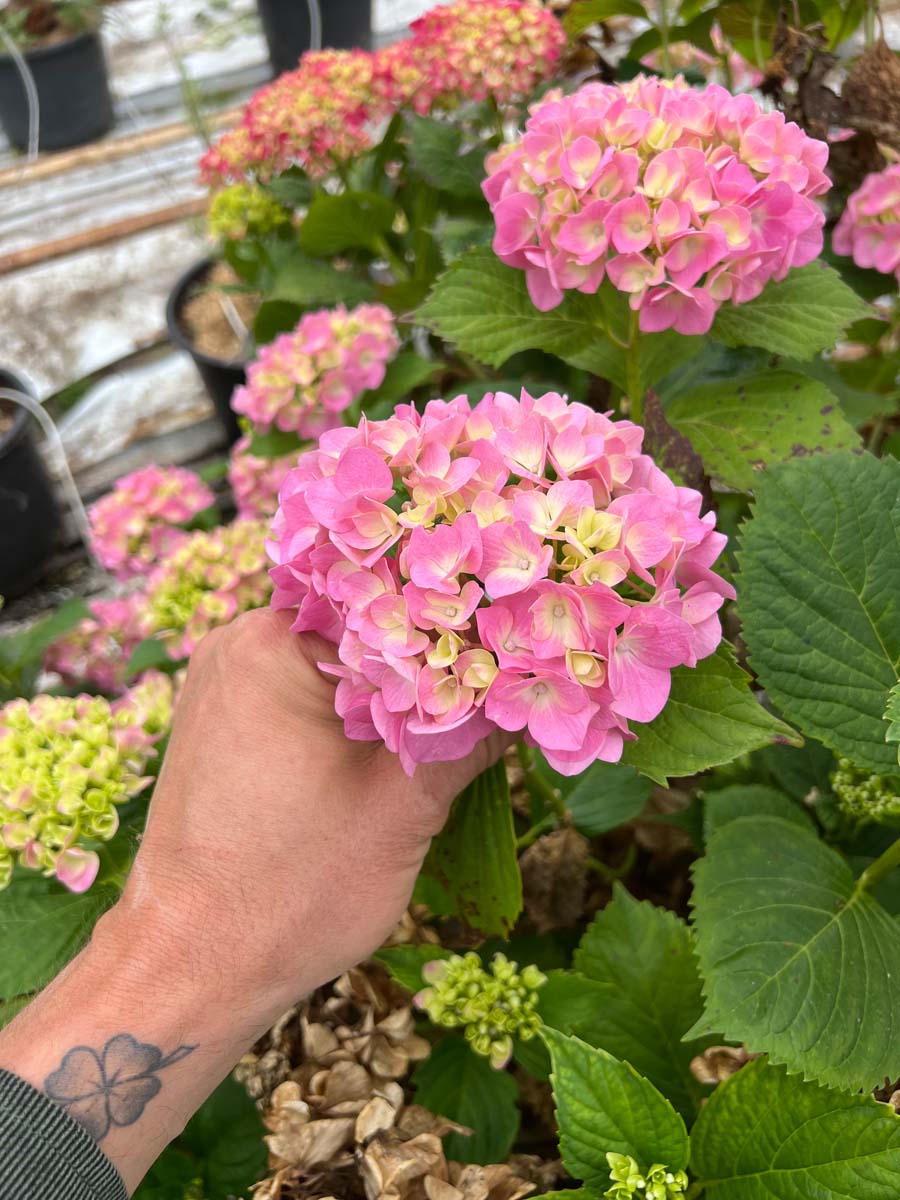 Hydrangea macrophylla 'Bodensee' Tuinplanten bloem