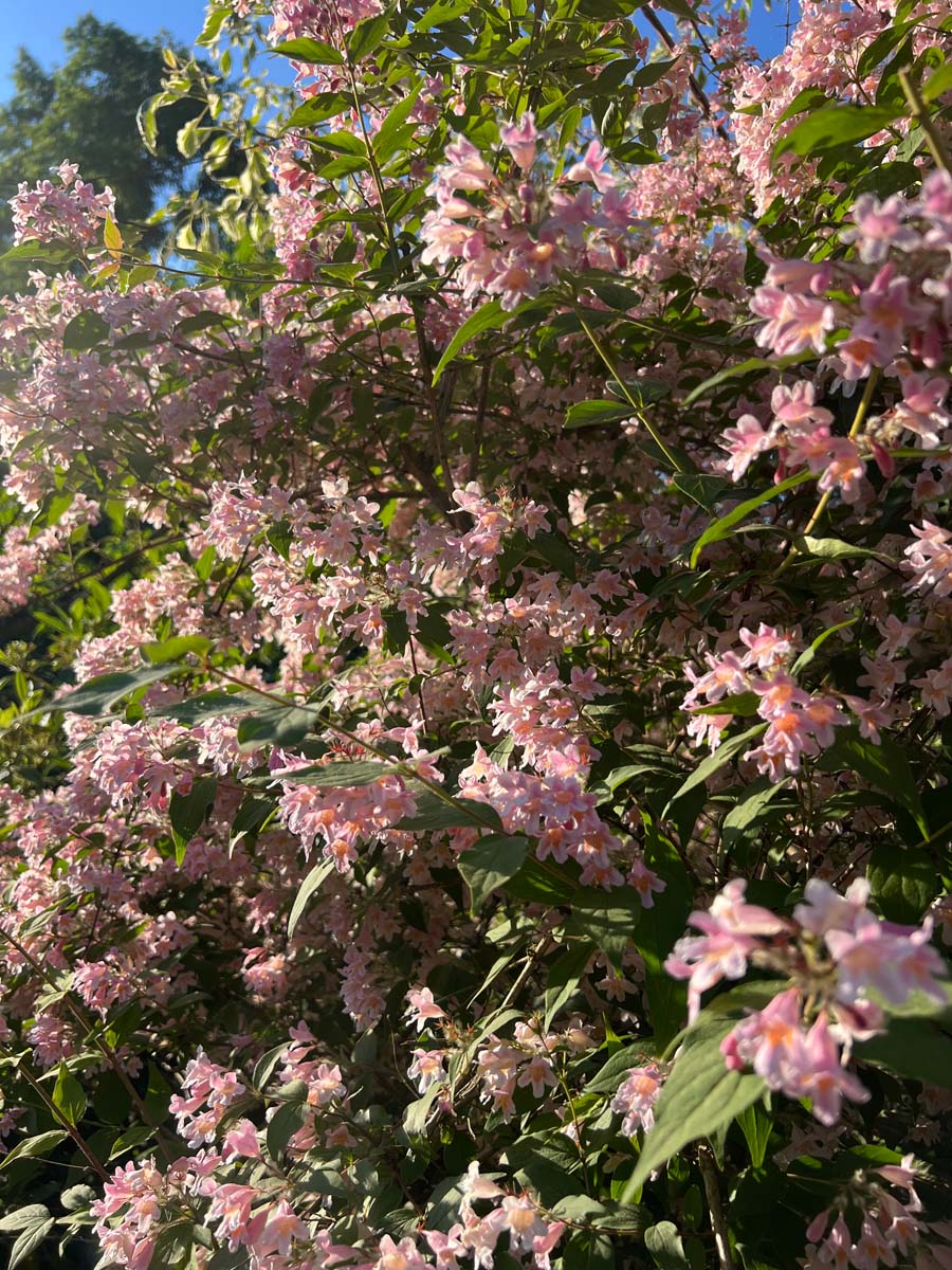 Kolkwitzia amabilis 'Pink Cloud' haagplant bloesem