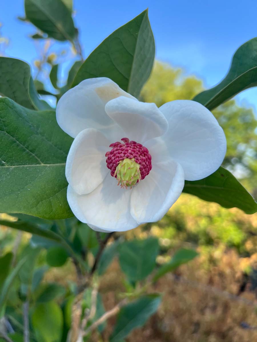 Magnolia sieboldii op stam bloem