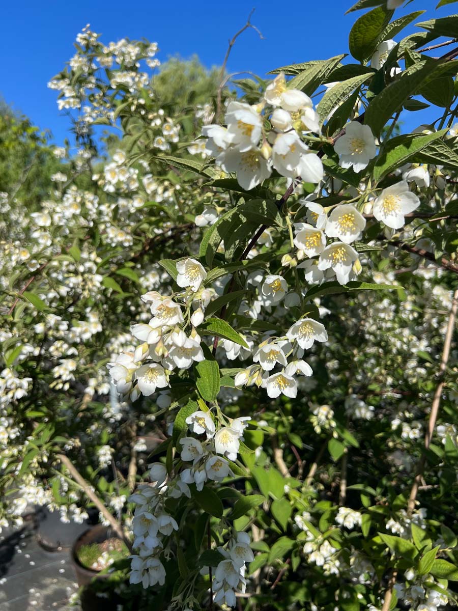 Philadelphus delavayi Tuinplanten bloesem