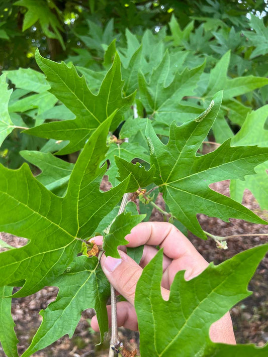 Platanus orientalis 'Mirkovec' solitair bladeren