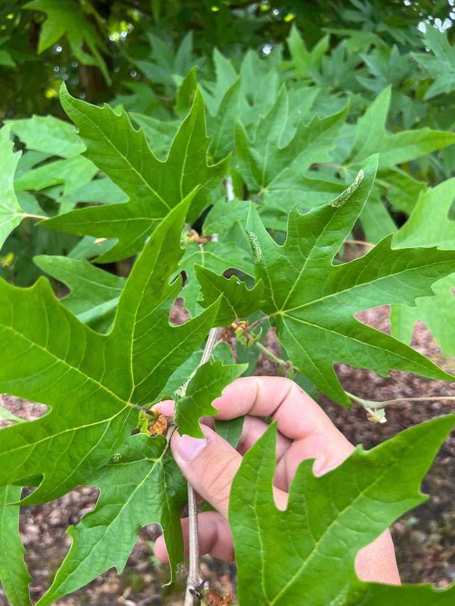 Platanus orientalis 'Mirkovec' op stam bladeren