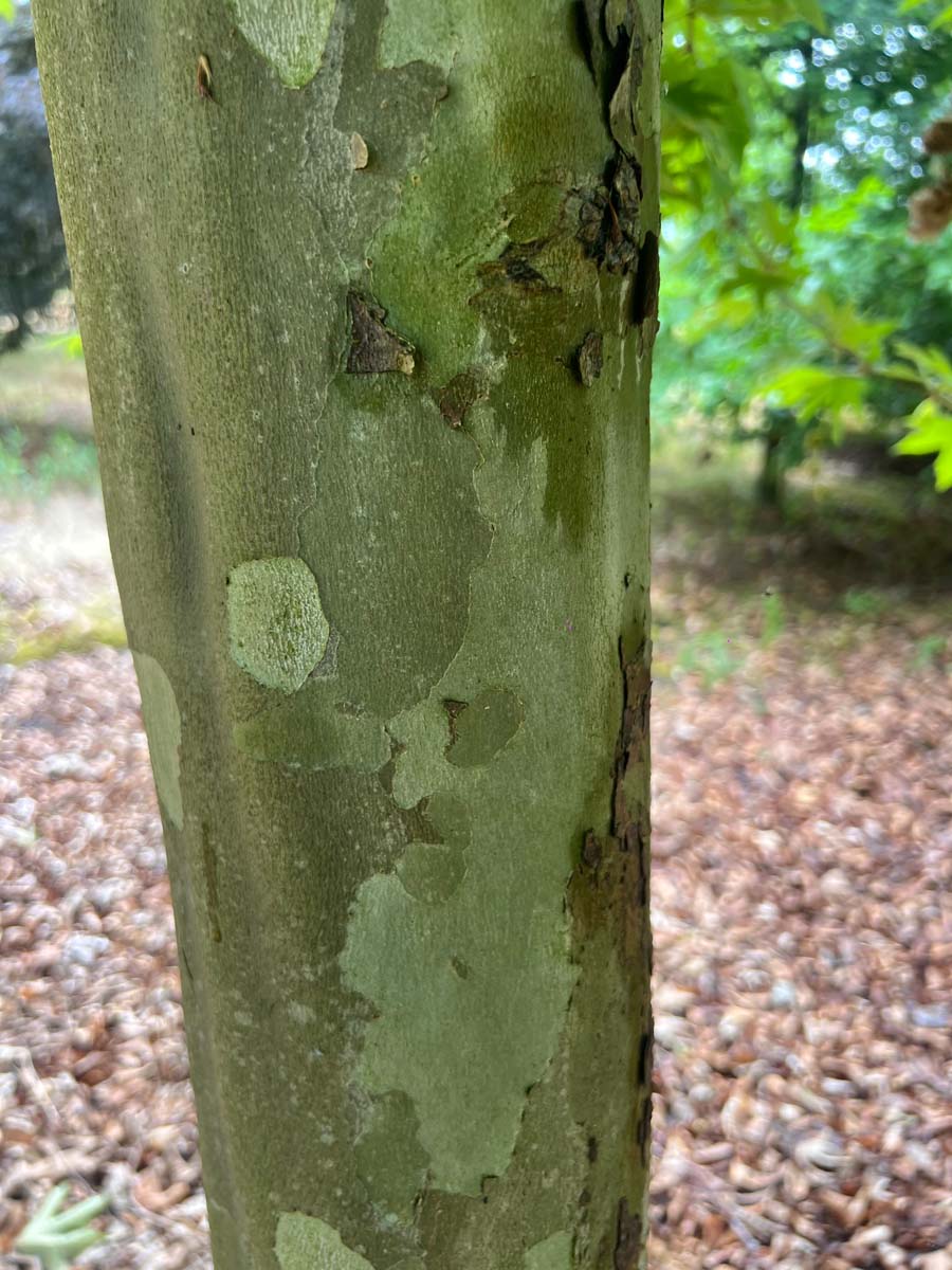 Platanus orientalis 'Mirkovec' dakboom bast